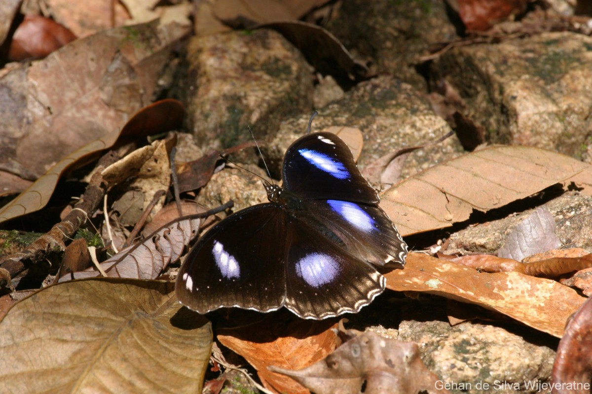 Hypolimnas bolina Linnaeus, 1758